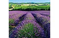 Nástěnný kalendář 2025 Kalendář Provence