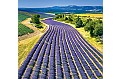 Nástěnný kalendář 2025 Kalendář Provence