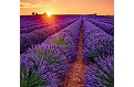 Nástěnný kalendář 2025 Kalendář Provence